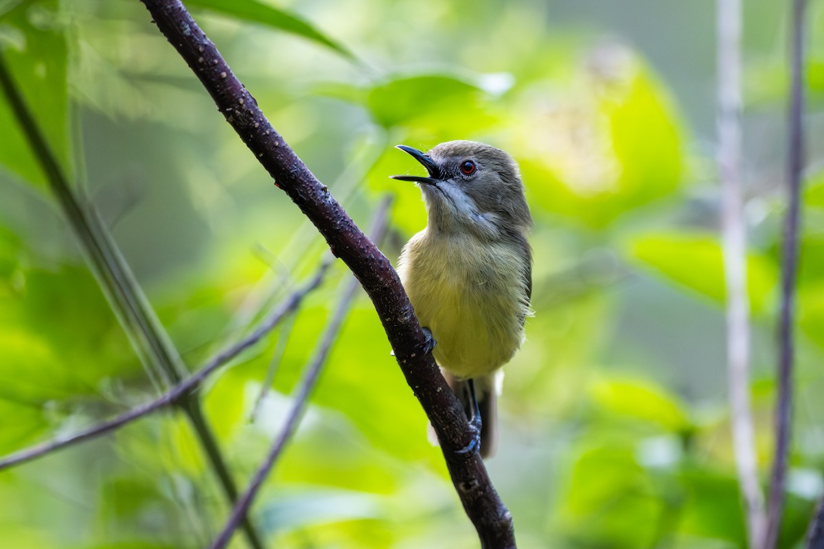 Fairy Gerygone - ML641470379