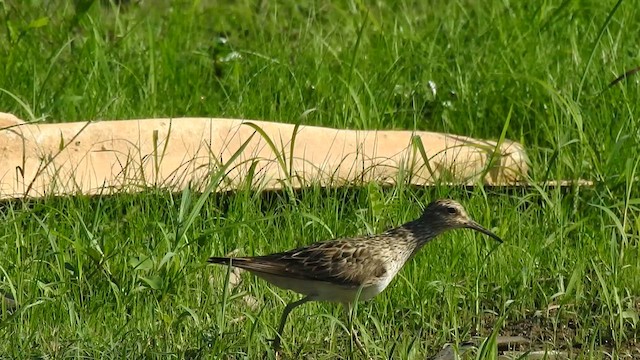 アメリカウズラシギ - ML641470381