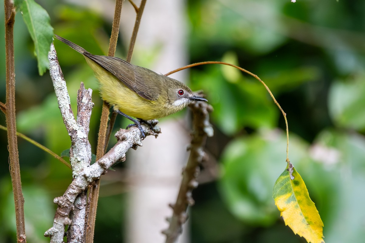 Fairy Gerygone - ML641470383