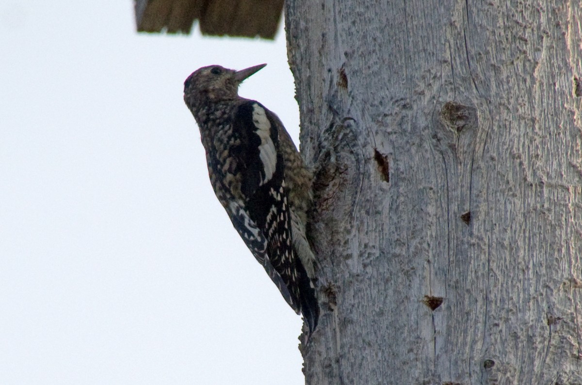 Yellow-bellied Sapsucker - ML641470390