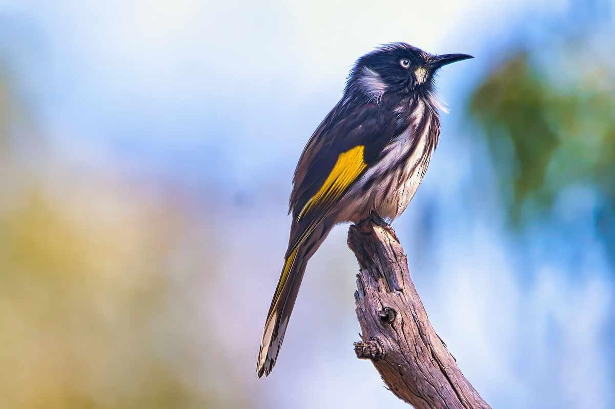 New Holland Honeyeater - ML641470392