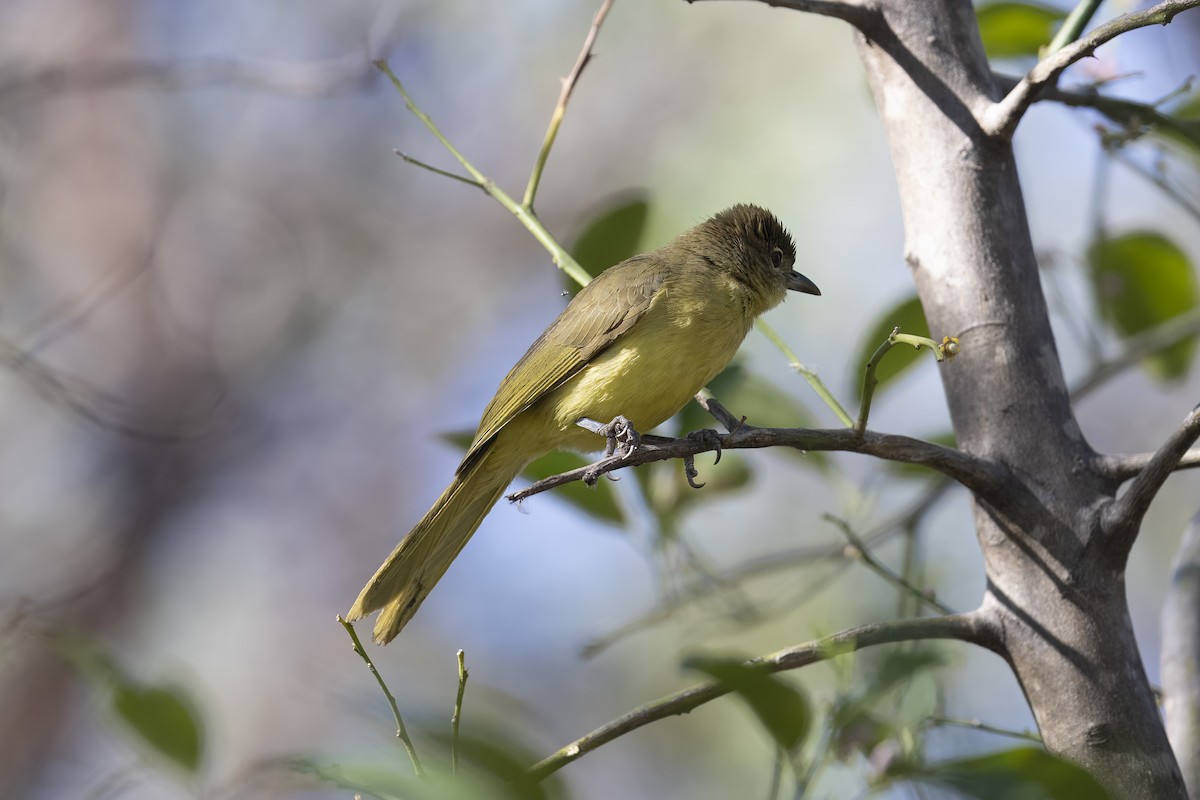 Yellow-bellied Greenbul - ML641470397
