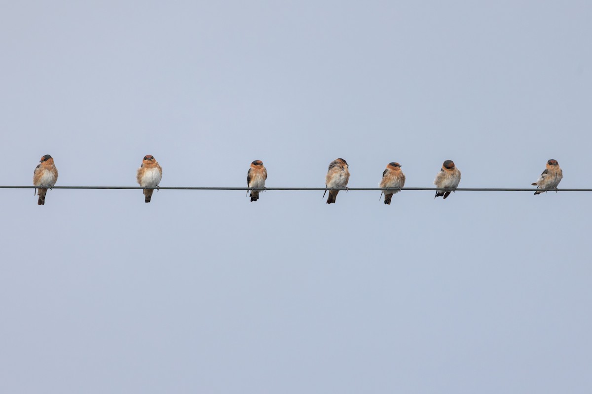 Cave Swallow - ML641470399