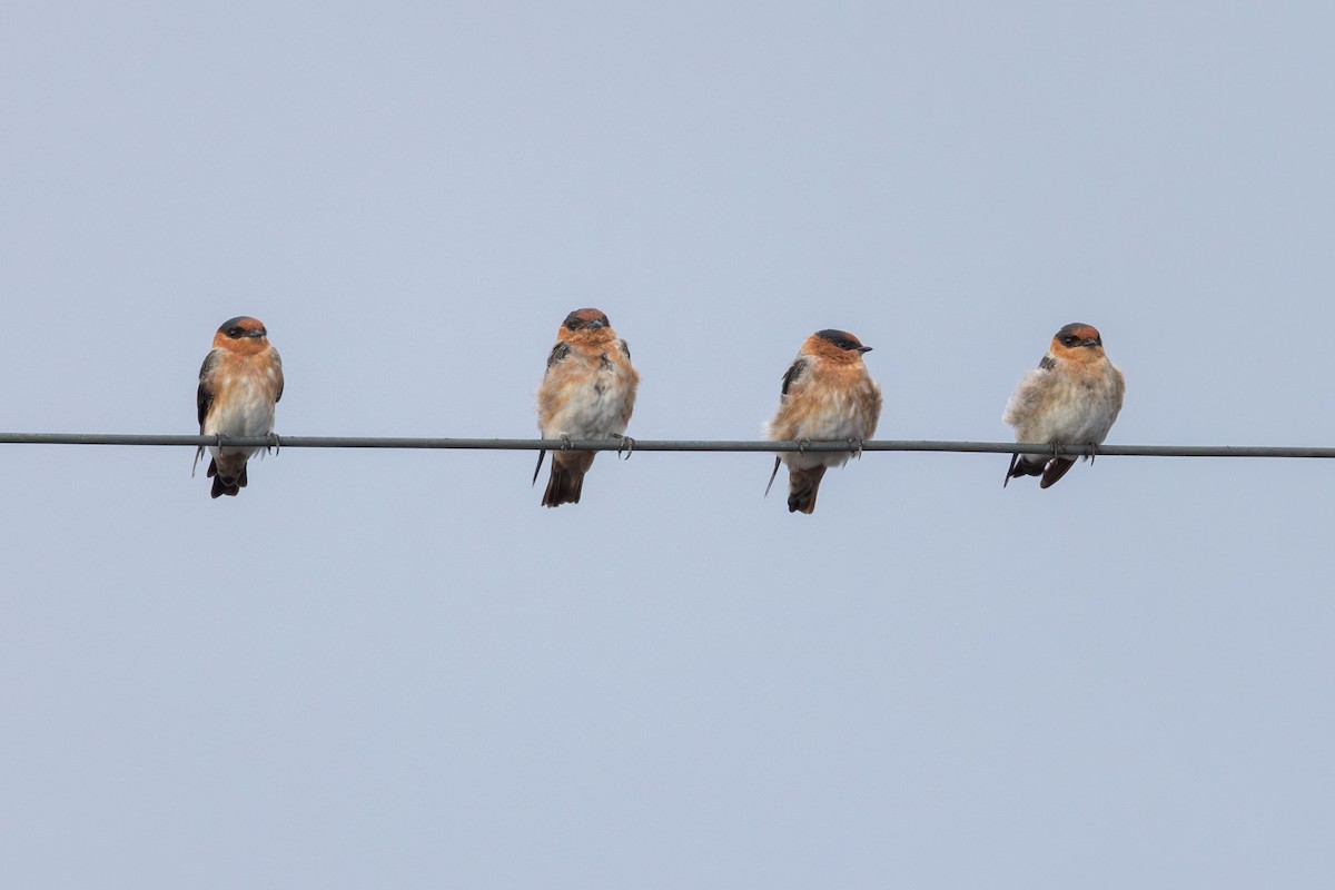 Cave Swallow - ML641470401
