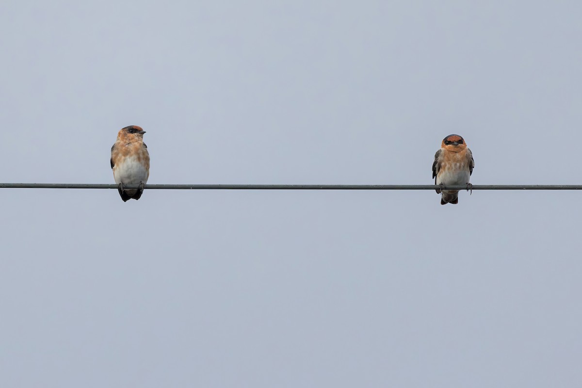 Cave Swallow - ML641470406