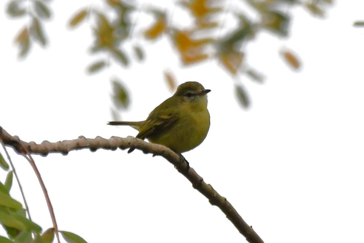 Greenish Tyrannulet - ML641470418
