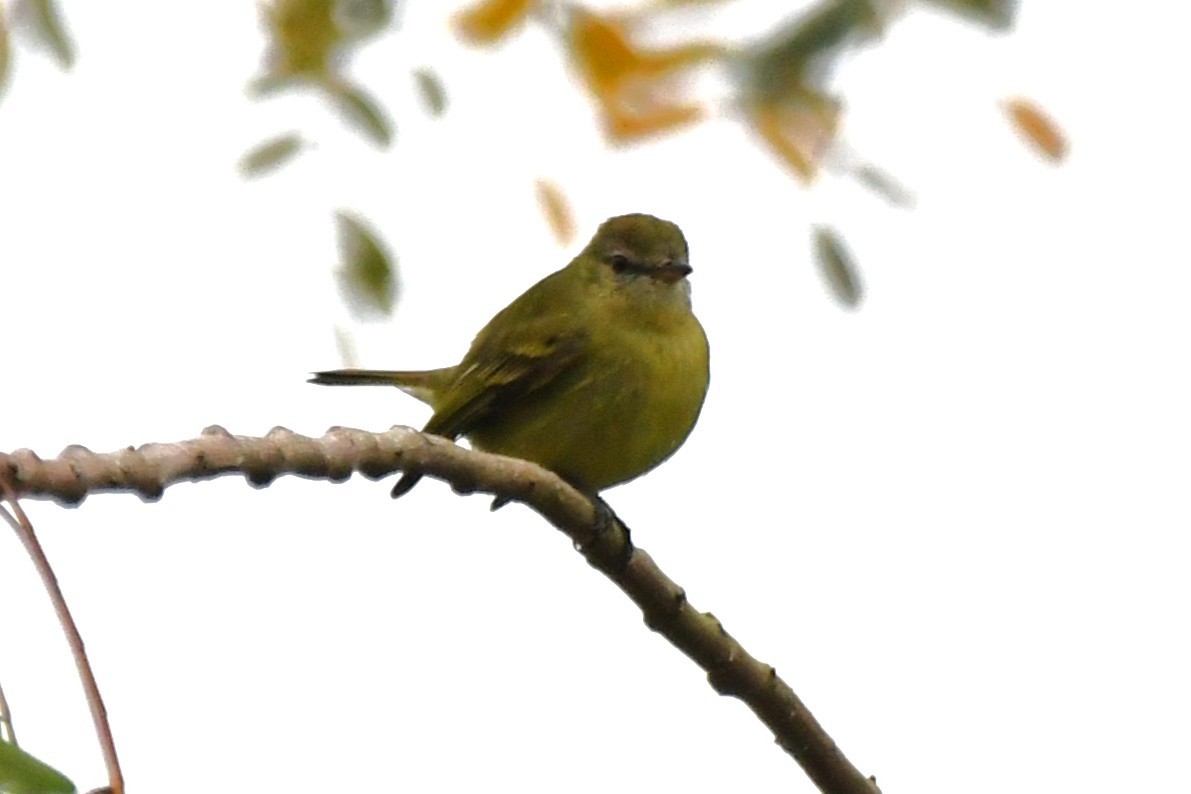 Greenish Tyrannulet - ML641470419