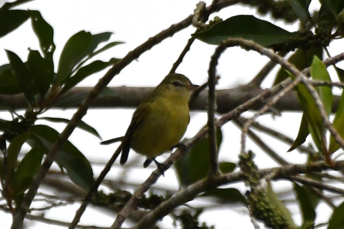 Greenish Tyrannulet - ML641470420