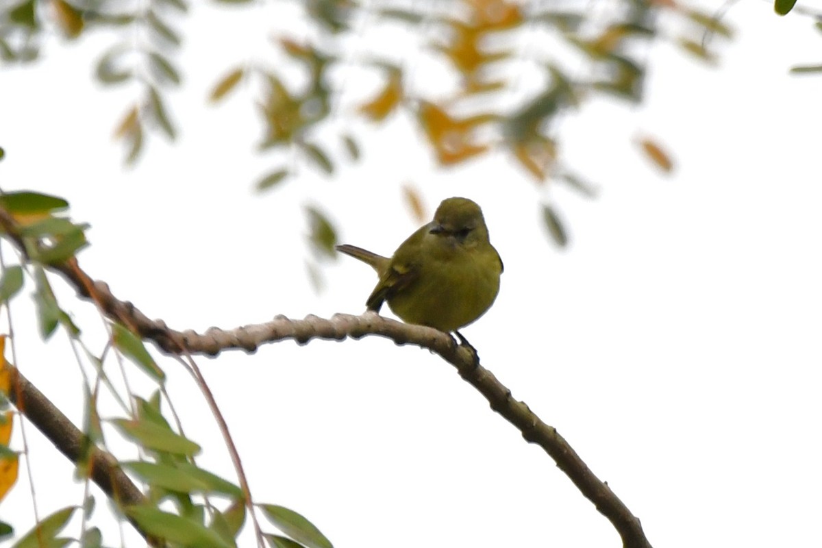 Greenish Tyrannulet - ML641470421