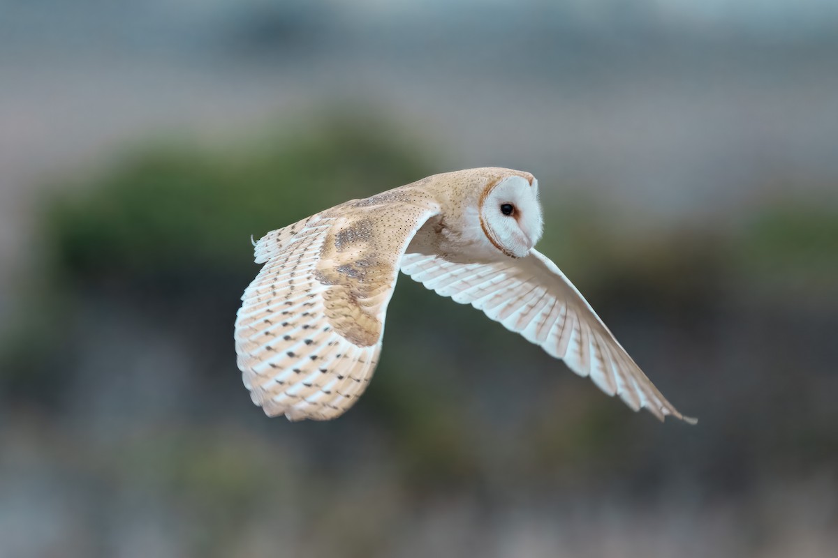 American Barn Owl - ML641470484