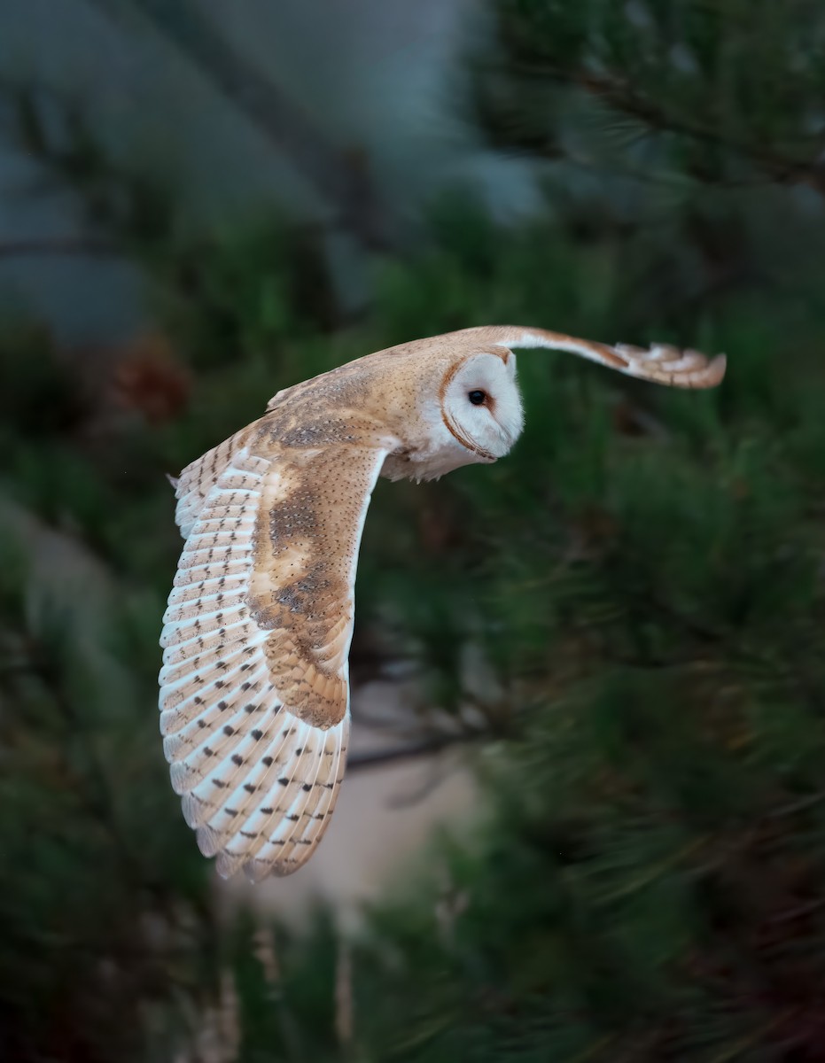 American Barn Owl - ML641470485