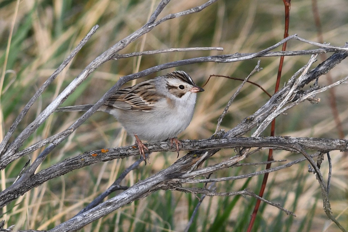 Clay-colored Sparrow - ML641470512