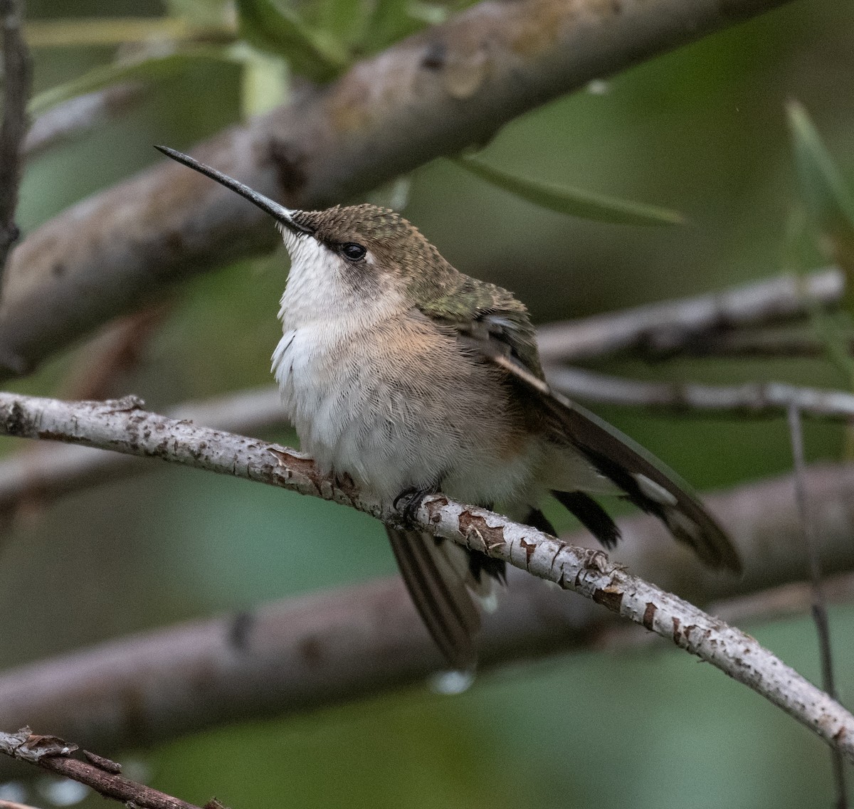 Calliope Hummingbird - ML641470530