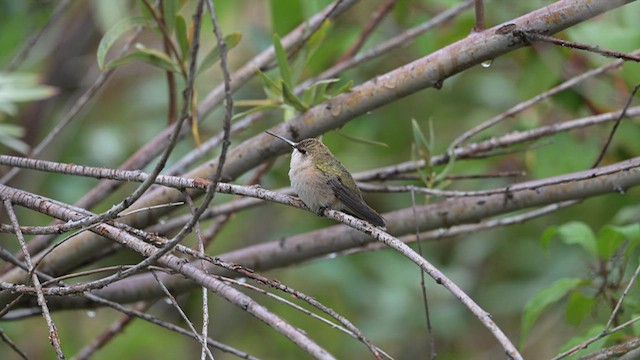 Calliope Hummingbird - ML641470533