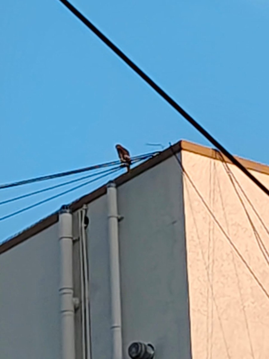 Black Kite - ML641470546