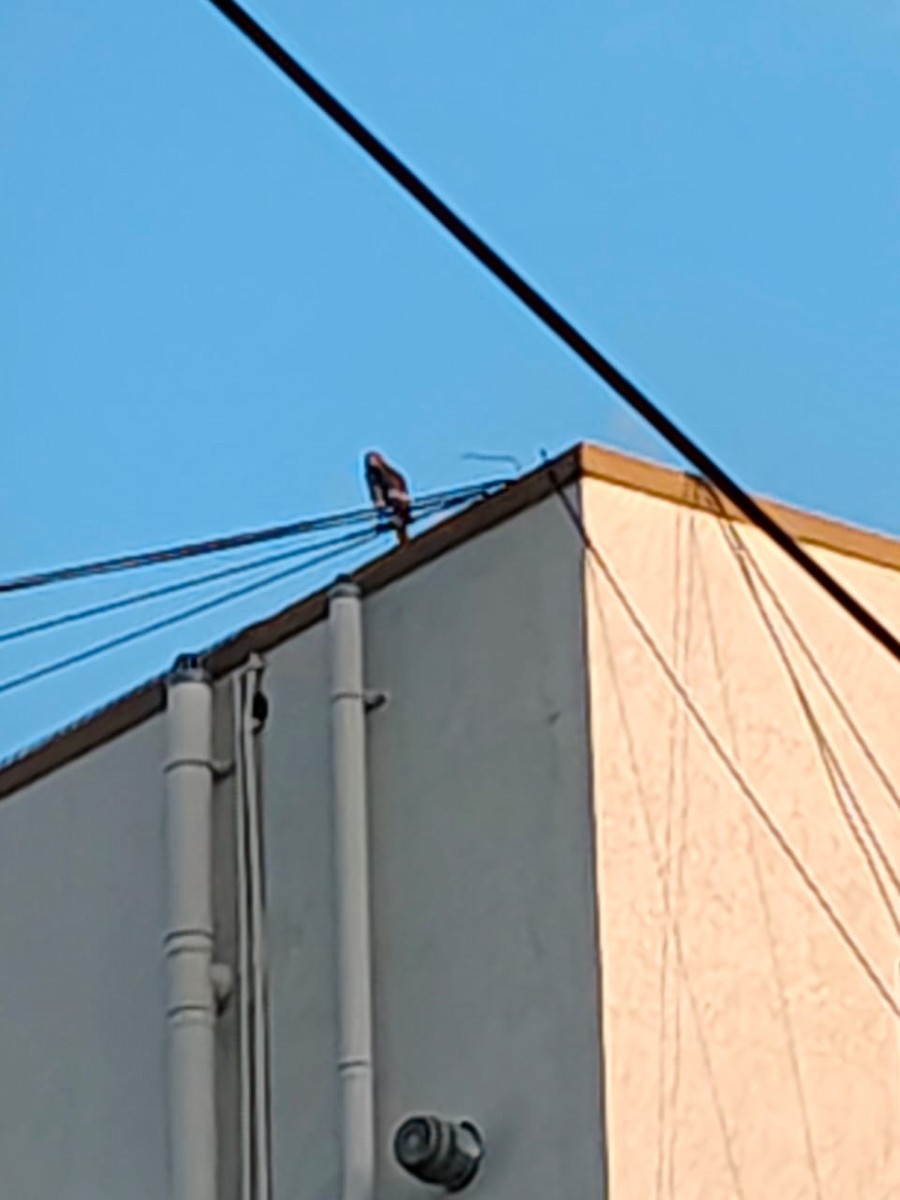 Black Kite - ML641470547