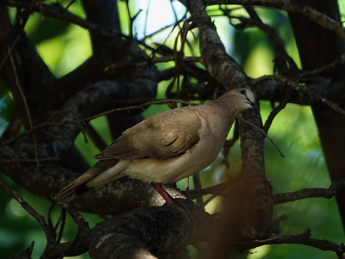 White-tipped Dove - ML641470548