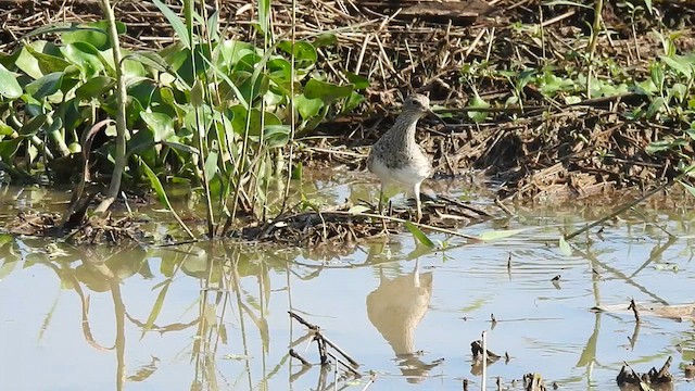アメリカウズラシギ - ML641470564
