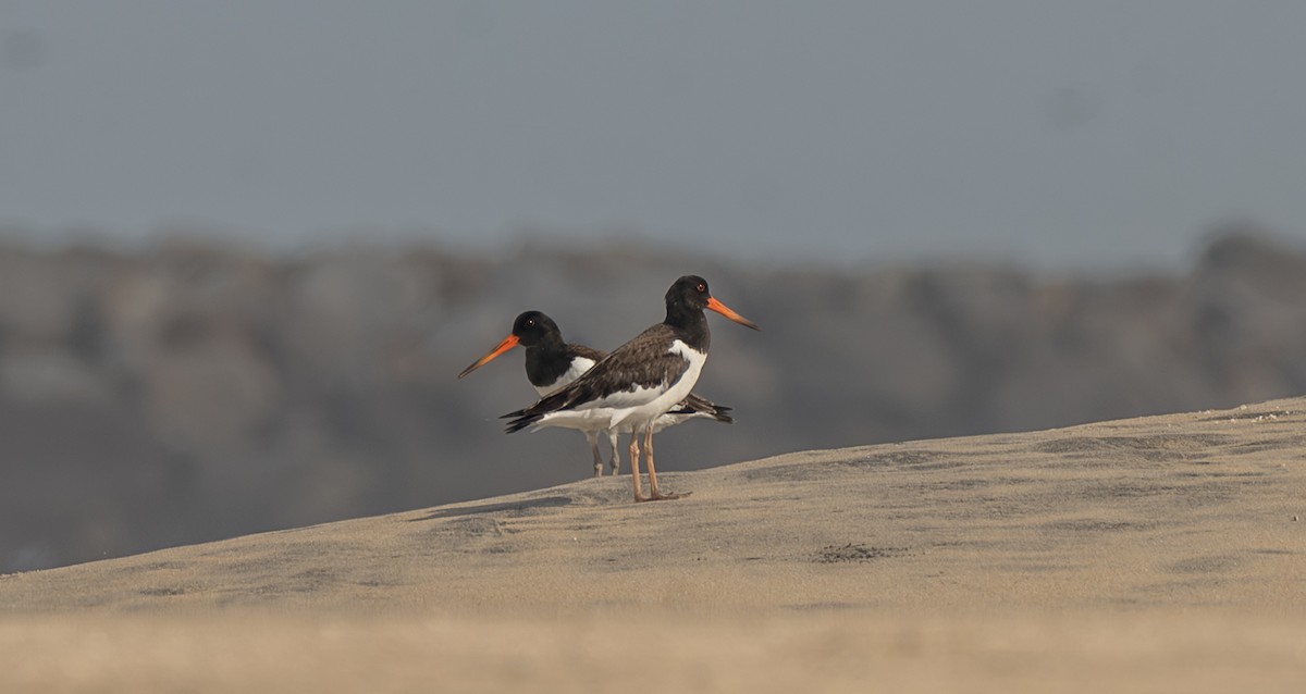 Eurasian Oystercatcher - ML641470570