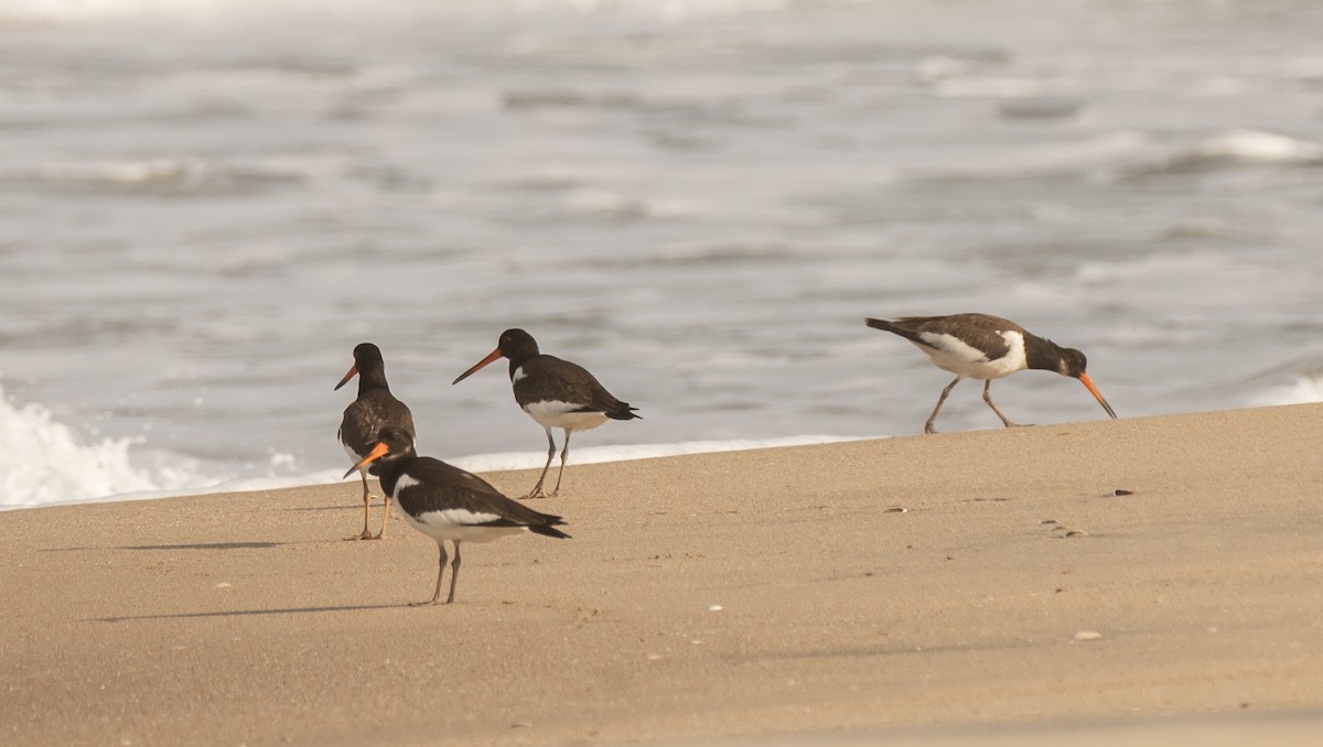 Eurasian Oystercatcher - ML641470571