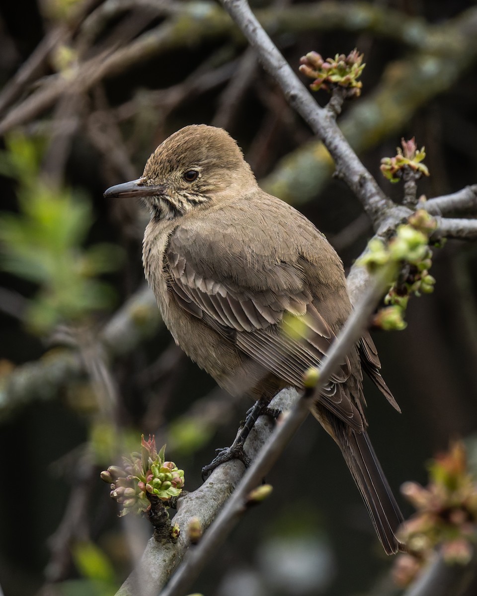 Great Shrike-Tyrant - ML641470575