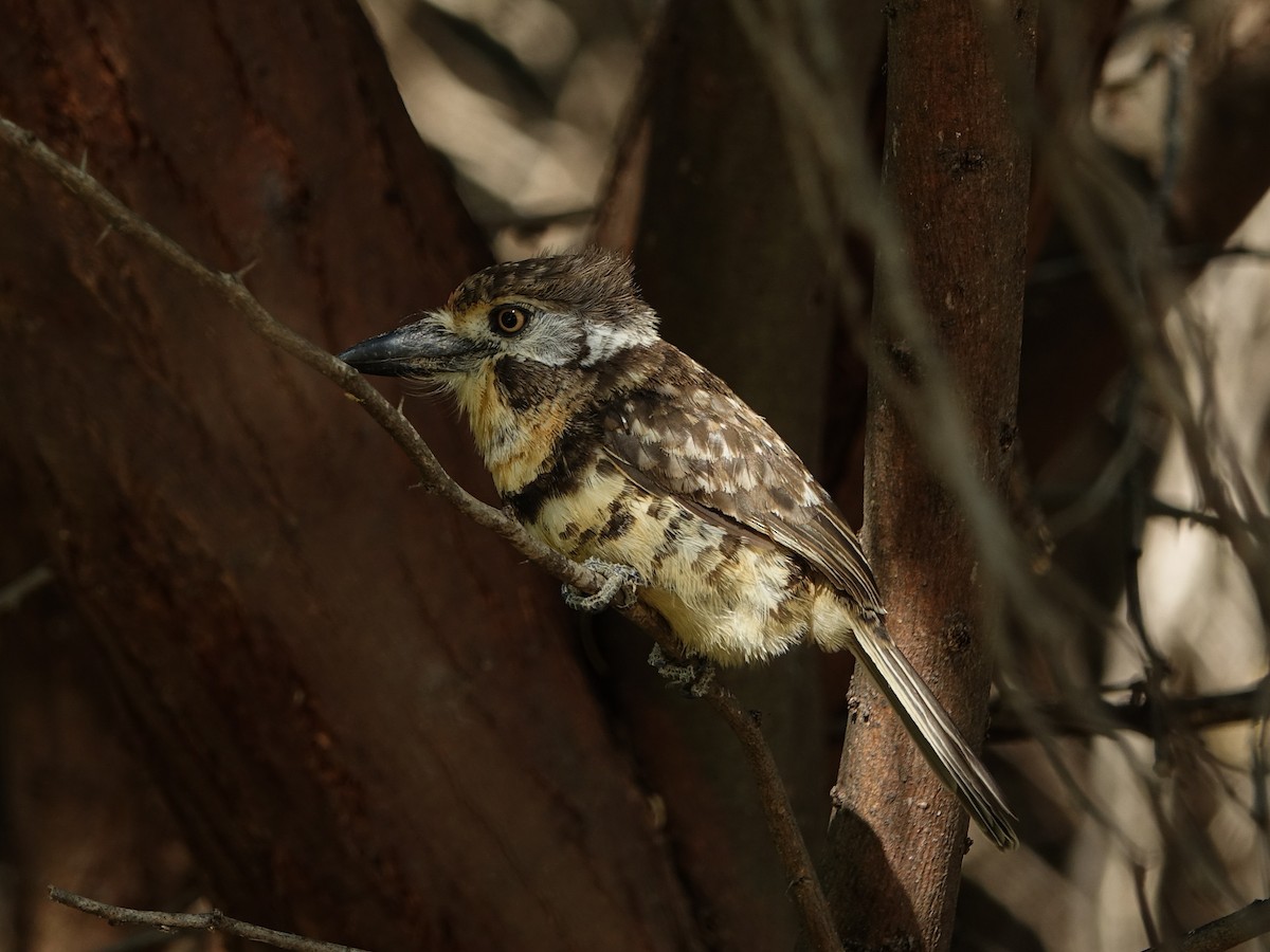 Two-banded Puffbird - ML641470582