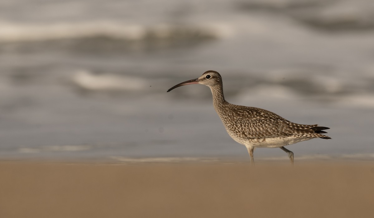 Eurasian Whimbrel - ML641470587