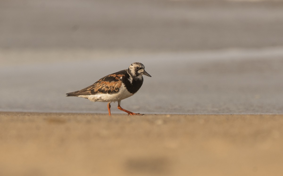 Ruddy Turnstone - ML641470589
