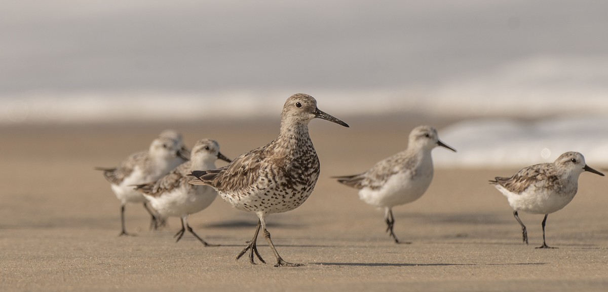 Great Knot - ML641470604