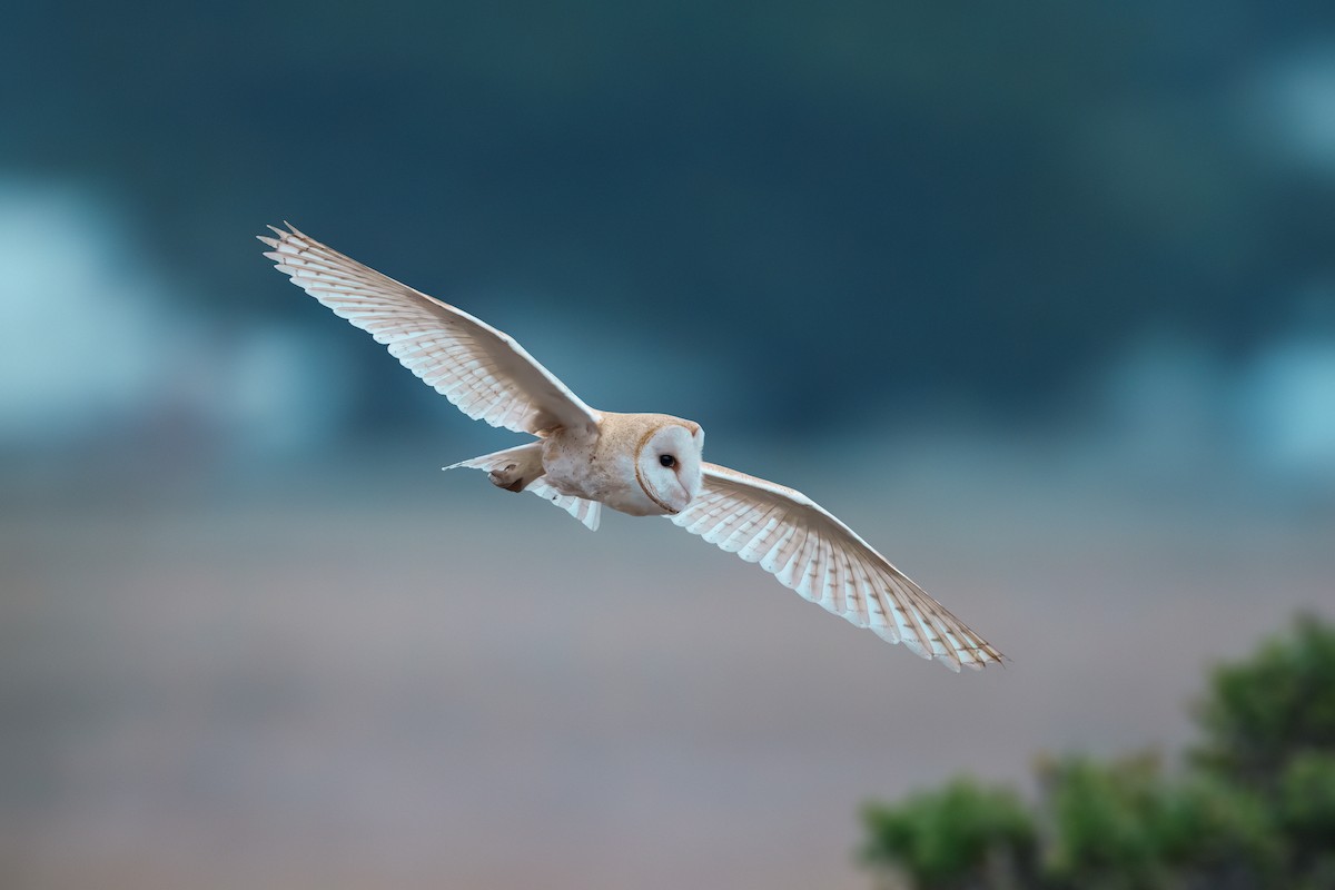 American Barn Owl - ML641470606