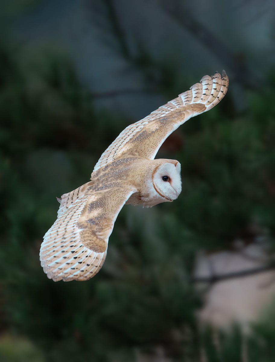 American Barn Owl - ML641470607