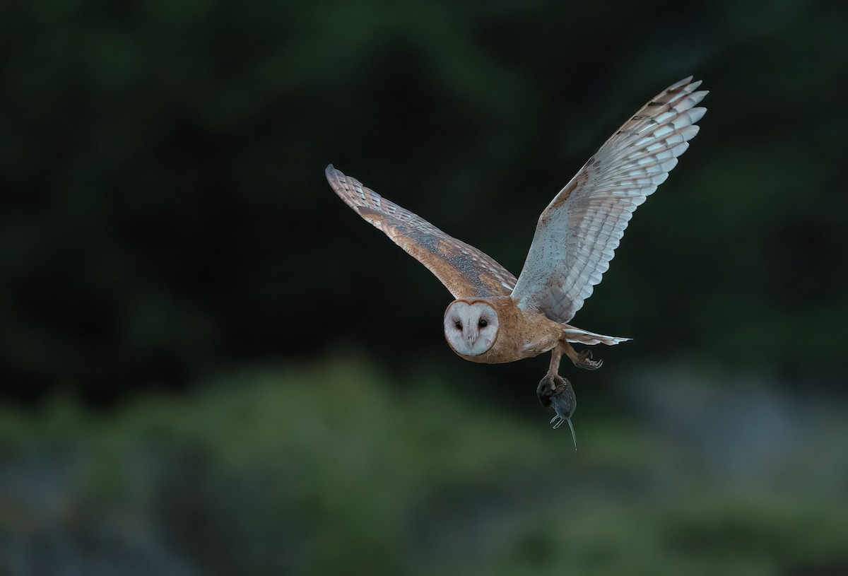 American Barn Owl - ML641470608