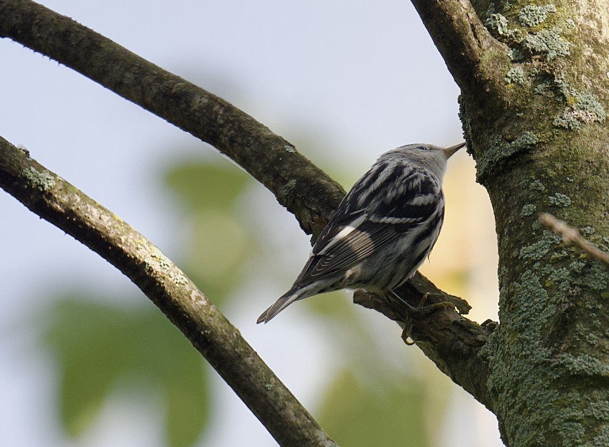 Black-and-white Warbler - ML641470629