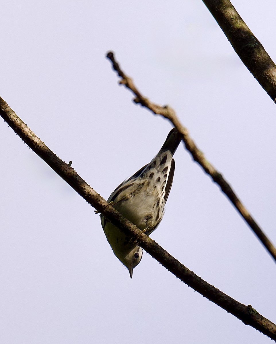 Black-and-white Warbler - ML641470635