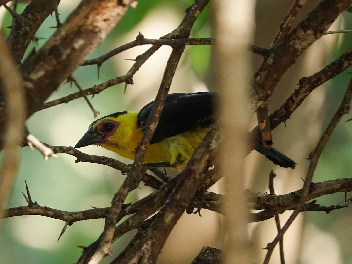 Oriole Blackbird - ML641470642