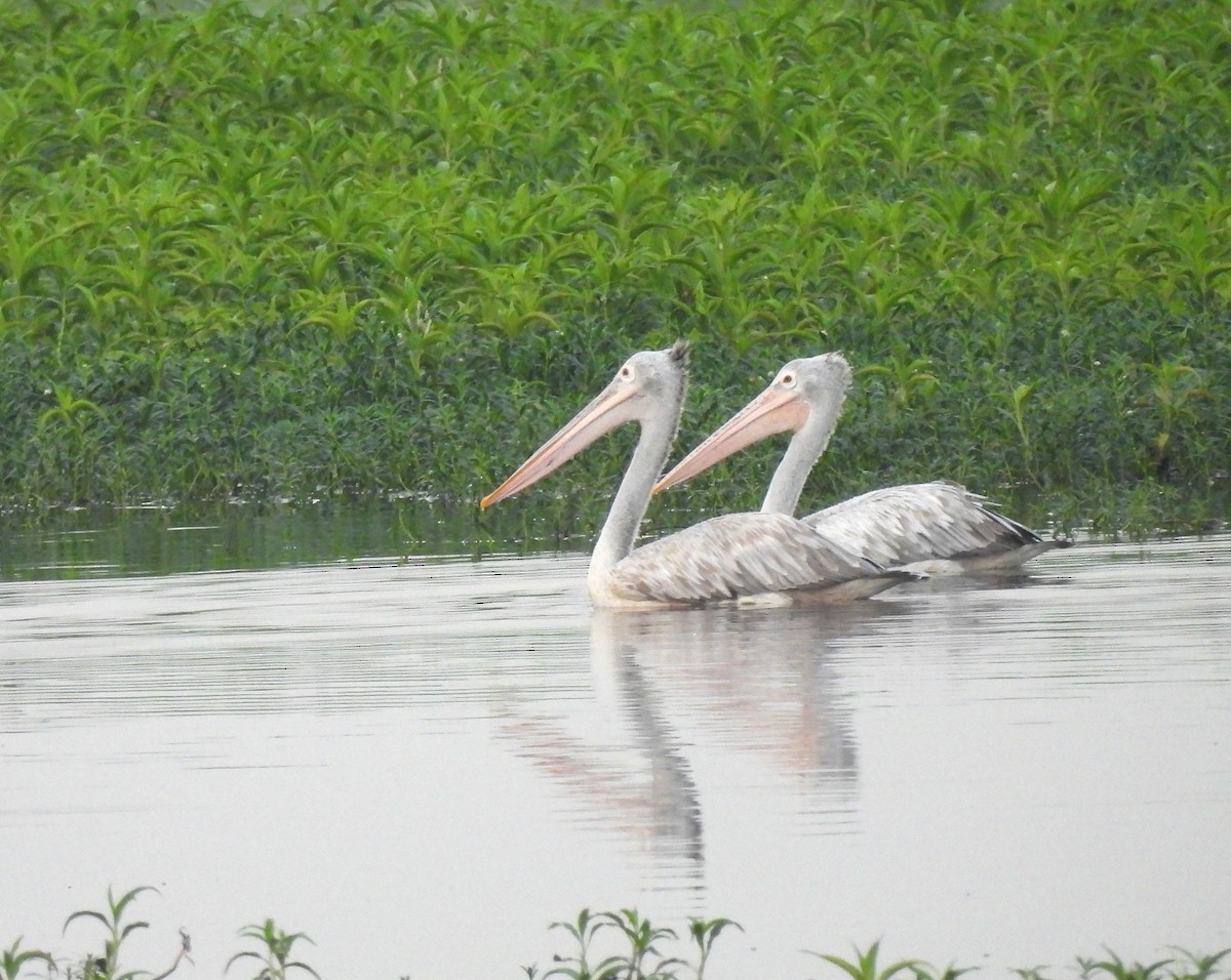 Spot-billed Pelican - ML641470667