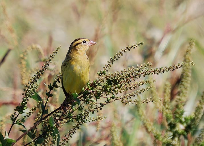 Bobolink - ML641470689