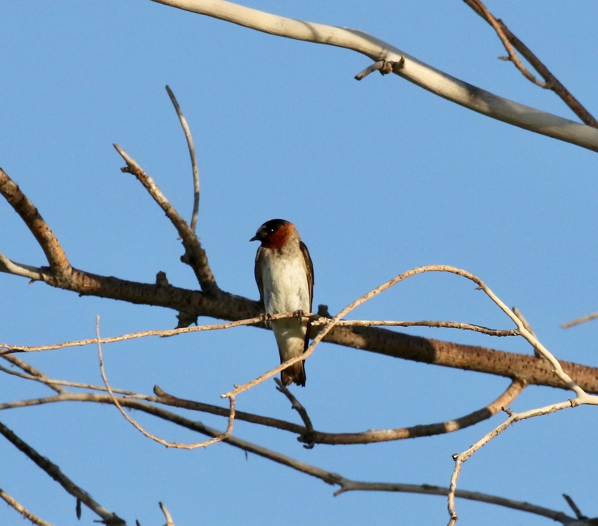 Cliff Swallow - ML641470694
