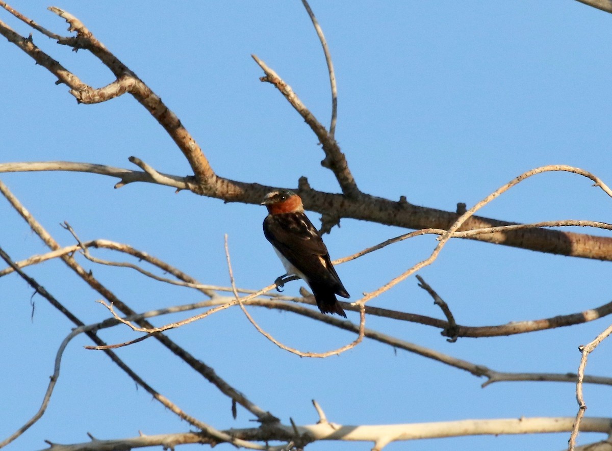 Cliff Swallow - ML641470695