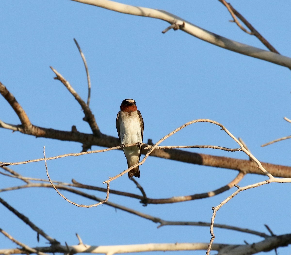 Cliff Swallow - ML641470696