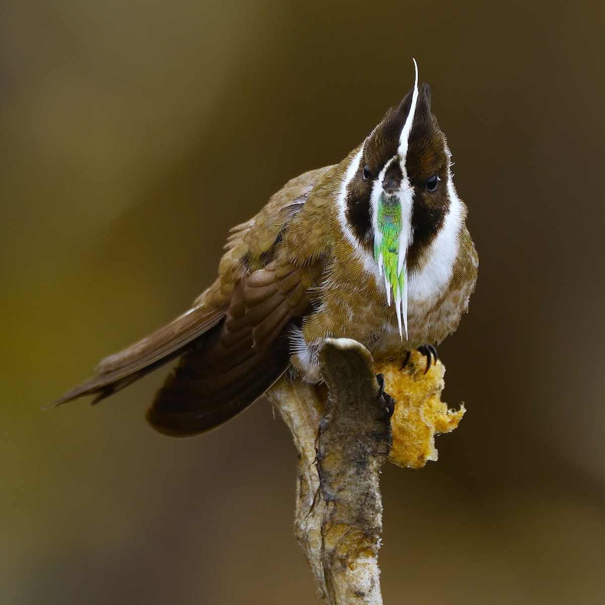 Green-bearded Helmetcrest - ML641470703
