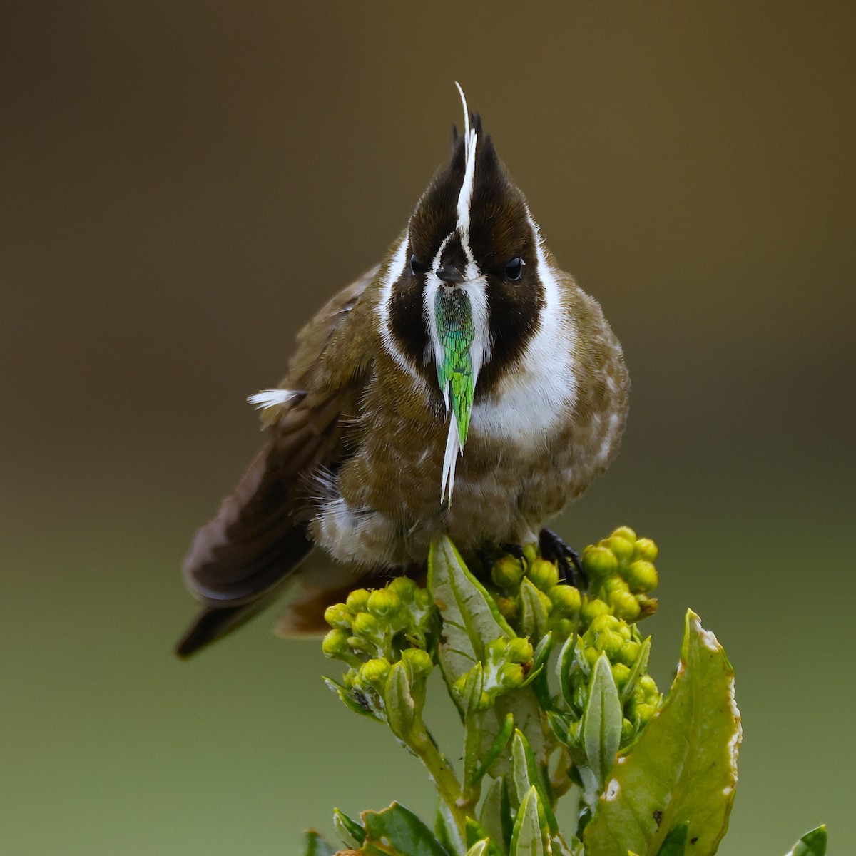 Green-bearded Helmetcrest - ML641470704