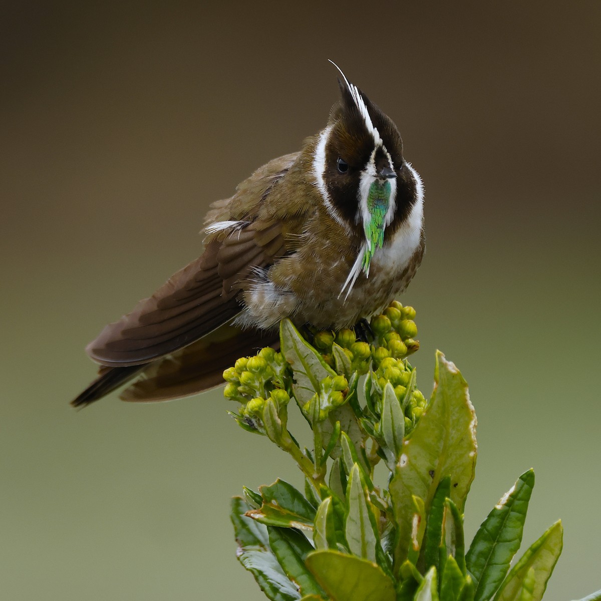 Green-bearded Helmetcrest - ML641470705