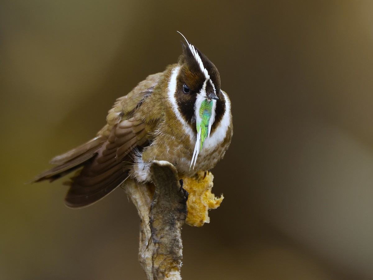 Green-bearded Helmetcrest - ML641470707