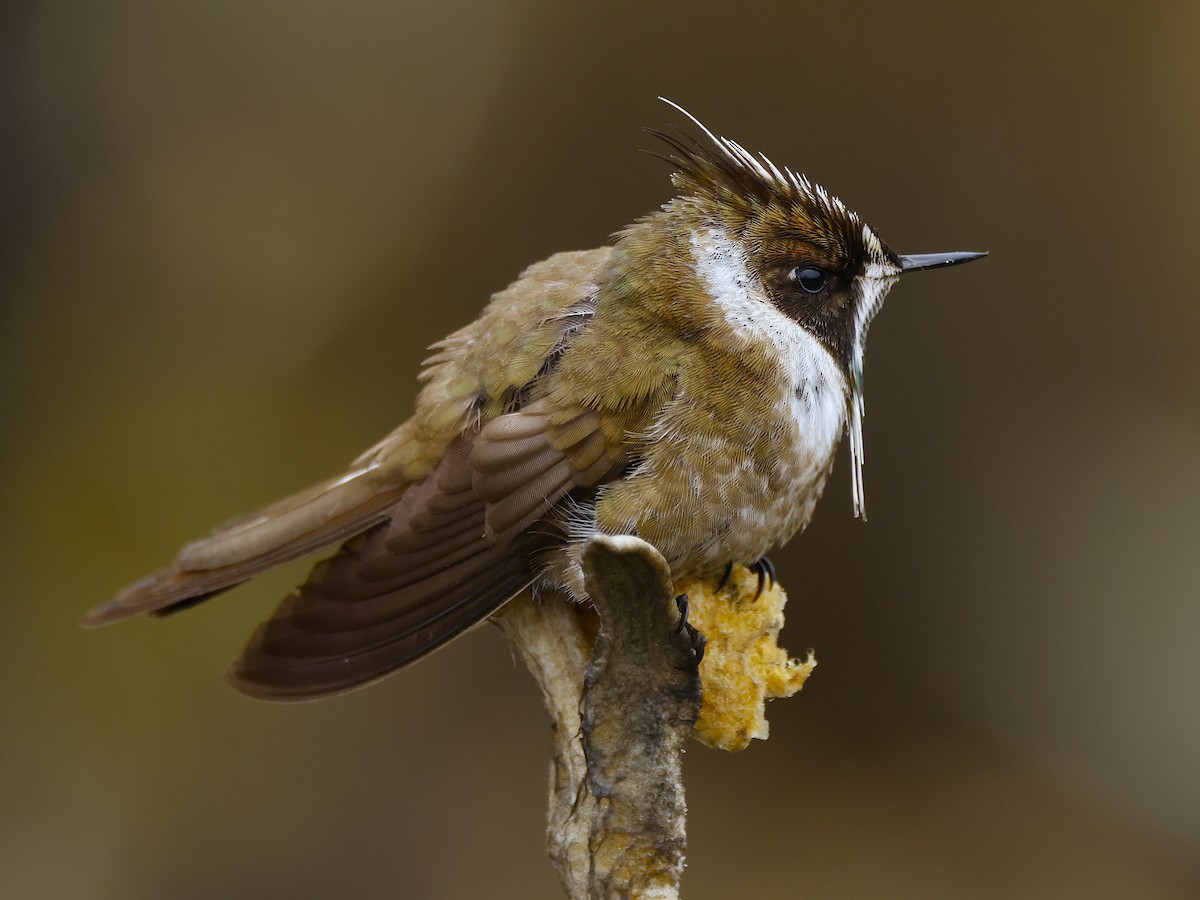 Green-bearded Helmetcrest - ML641470708