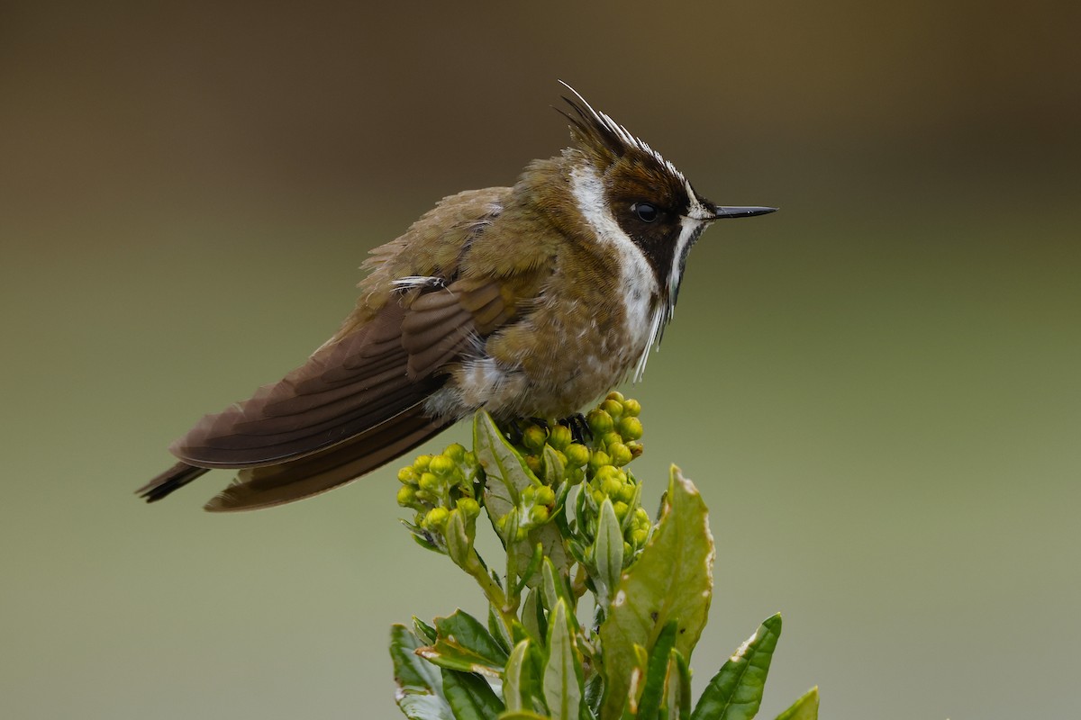 Green-bearded Helmetcrest - ML641470709