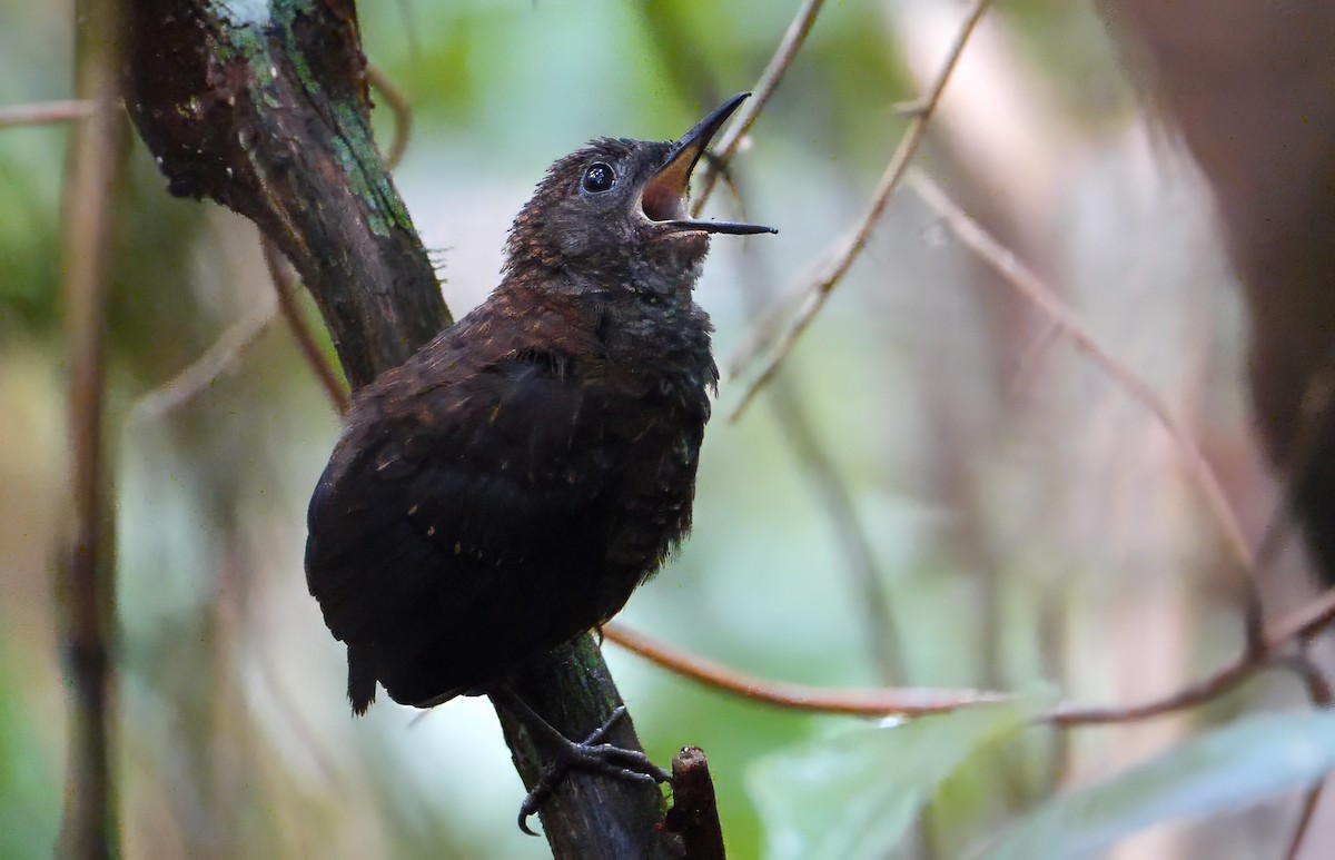 Nightingale Wren - ML641470721