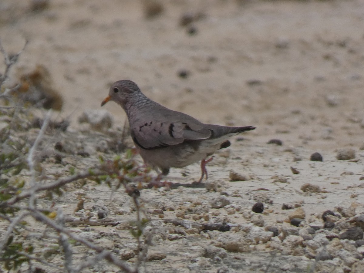 Common Ground Dove - ML641470786
