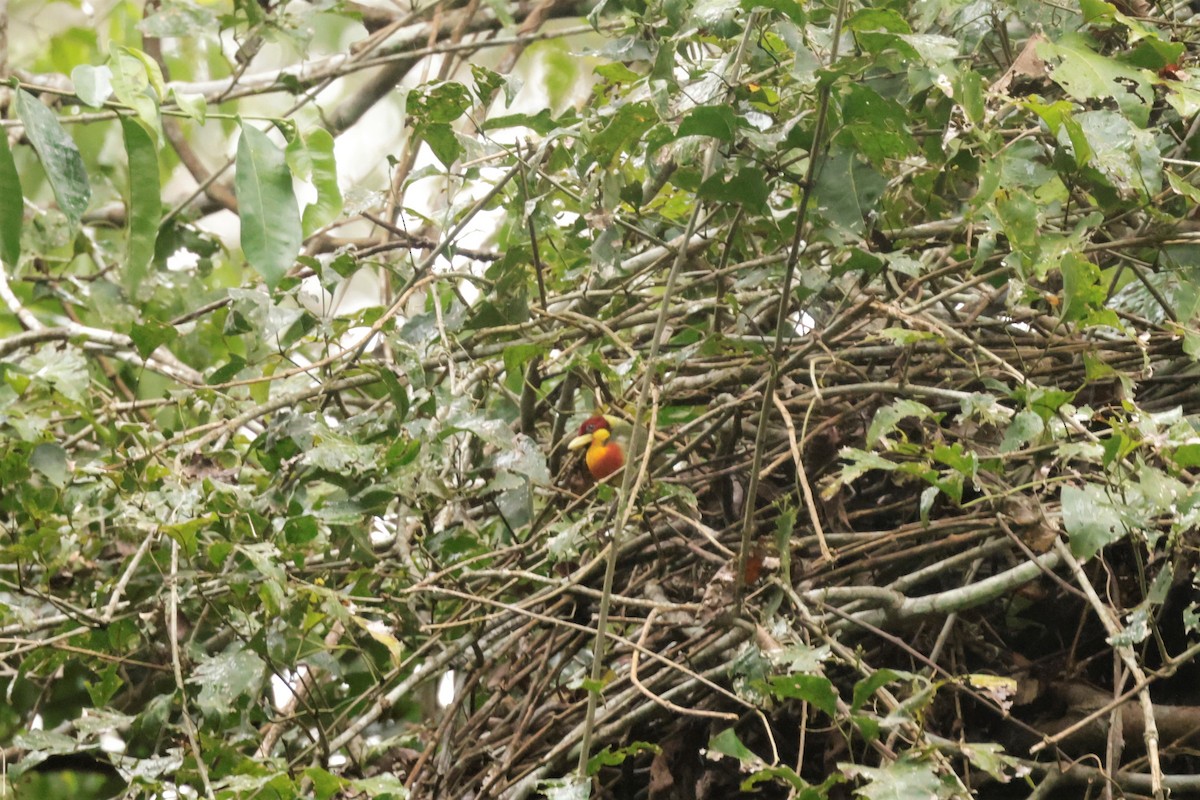 Lemon-throated Barbet - ML641470801