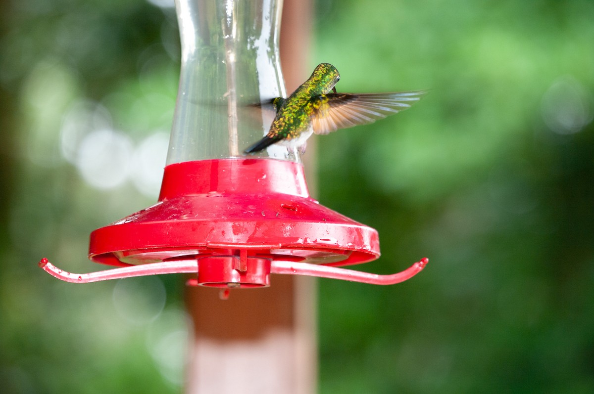 Stripe-tailed Hummingbird - ML641470810
